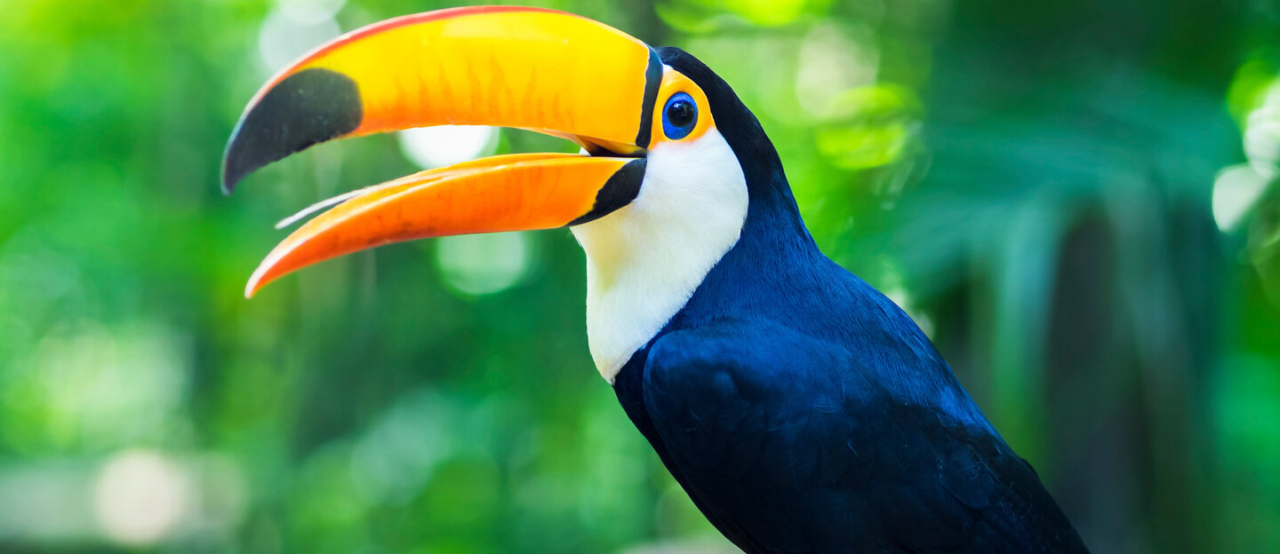 foz do iguaçu: fauna, flora e hotelaria exuberantes.